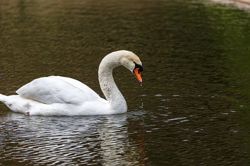 White mute swan swim in lake