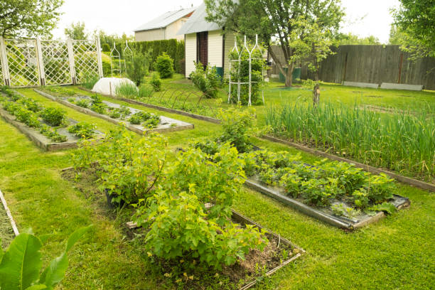 istock Beautiful and well-groomed garden bed on the garden plot. 1500481860