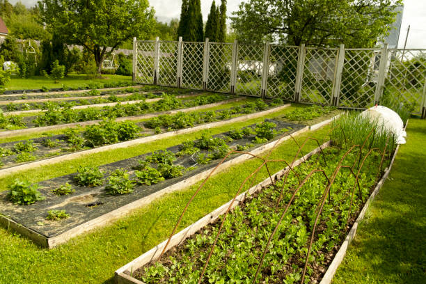 istock Beautiful and well-groomed garden bed on the garden plot. 1500481871