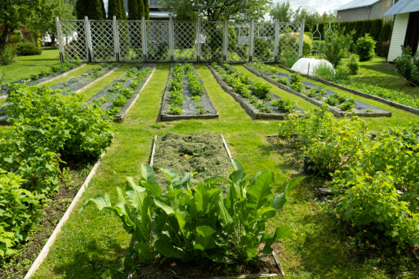 istock Beautiful and well-groomed garden bed on the garden plot. 1500481876