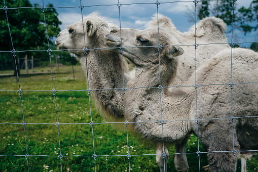 white camels behind the fence in the zoo. High quality photo