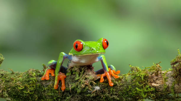 istock close front view of a red-eyed tree frog facing right on a branch 1500482452