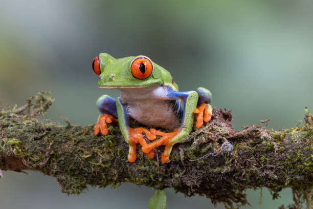 istock a close front view of a red-eyed tree frog facing left on a branch 1500482468