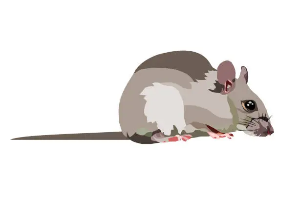 Vector illustration of Rat isolate on white background