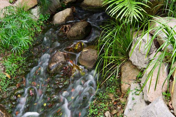 istock Tom Thumb green, Just Right Gray and Sambuca Red, stream, Taylor Range, Queensland 1500483109