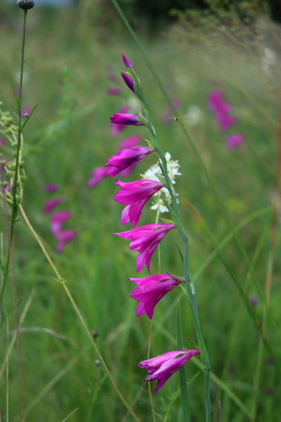 Gladiolus palustris. Pink Marsh gladiolus or Sword Lily flowers in the meadow on summer