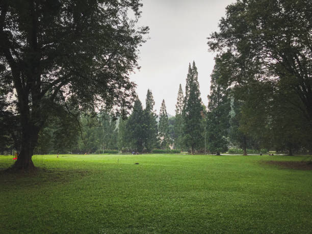 istock Natural scenery in the Bogor Botanical Gardens after rain 1500483409