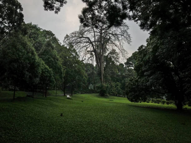 istock meadow in Bogor Botanical Gardens with a big old tree in the middle 1500483421