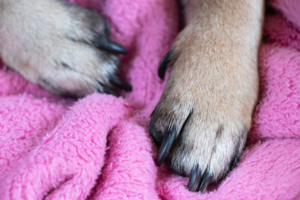 istock pug dog paws on pink bathrobe close-up 1500484790