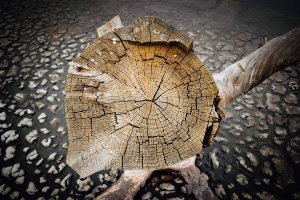A dead tree in a drought region with a drying up lake in the background.