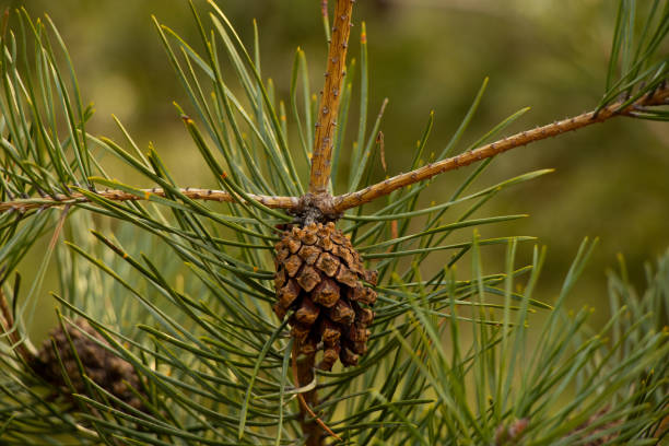 istock coniferous green tree branch in the park during the day as a background 1500485358