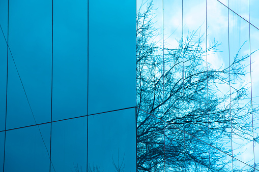 reflections of tree branches in a blue glass building facade