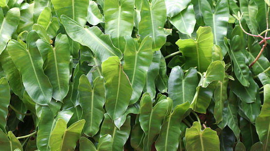 Alocasia odora foliage (Night-scented lily or Giant upright elephant ear), Exotic tropical leaf, isolated on greenry background