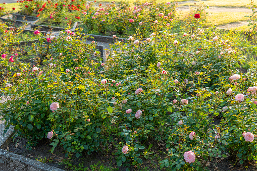 Rosarium in the Silesian Park in Chorzów. Beautiful light pink roses