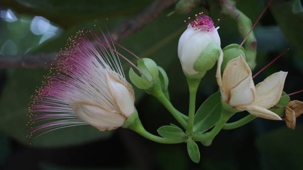 istock Lecythidaceae (brazil nut family) » Barringtonia asiatica beautiful flower 1500486065
