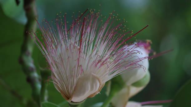 istock Lecythidaceae (brazil nut family) » Barringtonia asiatica beautiful flower 1500486066