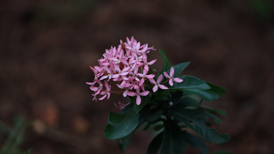 Ixora, spike flower, Close up Pink Ixoras or Ixora coccinea and West Indian Jasmine flower bloomming. Pink Ixoras blooming.Ground after natural pink flowers in the morning