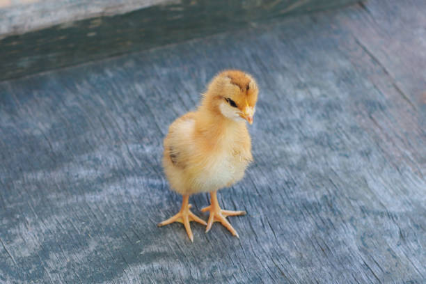 small brown chick chicken hen on green wooden background