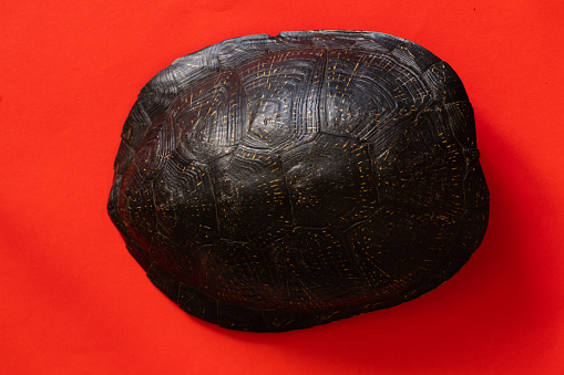 turtle shell on an isolated background
