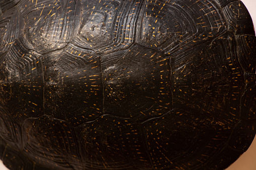 turtle shell on an isolated background