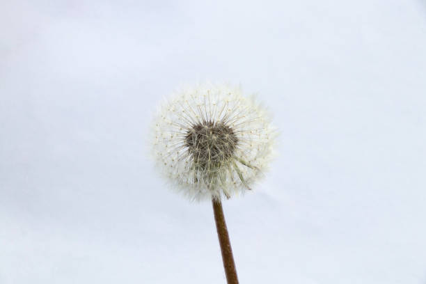 istock one dandelion on a blurry background close-up 1500487059