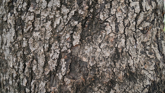 Detail of burnt tree bark background.