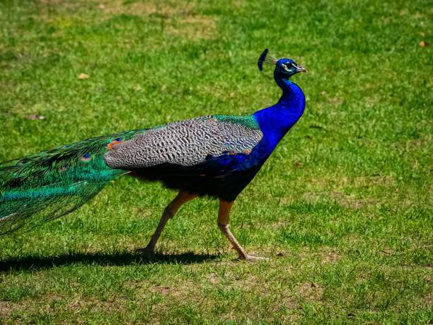 istock Majestic peacock gracefully strutting through a lush green meadow 1500487903