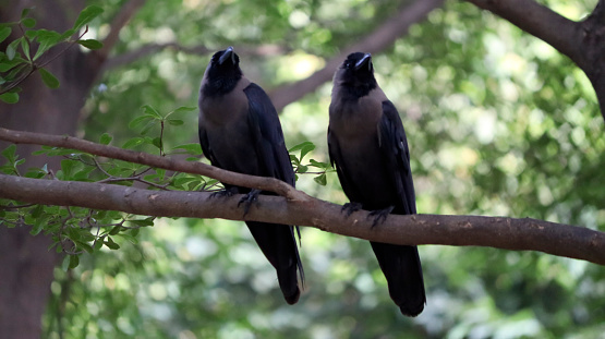 pair crow sits on the tree branch