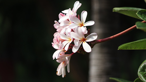 beautiful arliya flower blur background