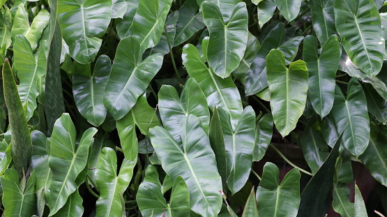 Alocasia odora foliage (Night-scented lily or Giant upright elephant ear), Exotic tropical leaf, isolated on greenry background
