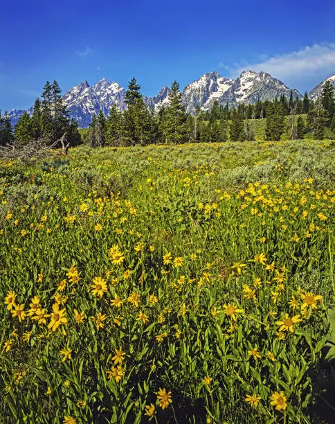 Flower Field in Spring at Grand Teton, Wyoming