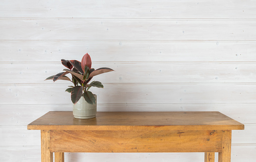 Colourful leafy plant in grey pot on oak side table against white panelled wall with copy space (selective focus)