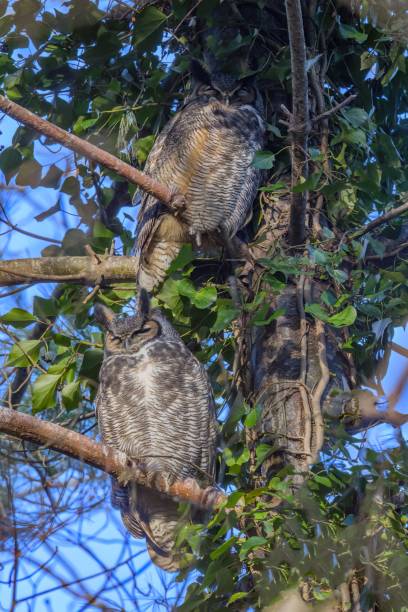 istock two owls are sitting in a tree together as the birds fly by 1500490170