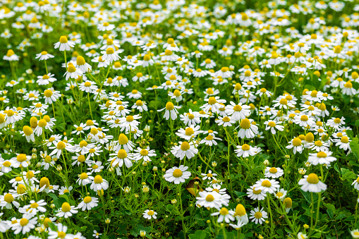 Camomiles field against the blue sky. Chamomile flowers against the sky, White wildflowers on a clear day.