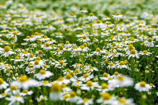 Daisies on green grass at springtime