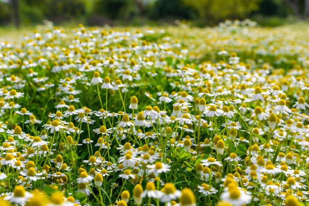 istock Daisies on green grass at springtime 1500490226