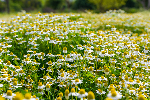 White chamomile flowers in the field, mountain in background. Peaceful mountain landscape.