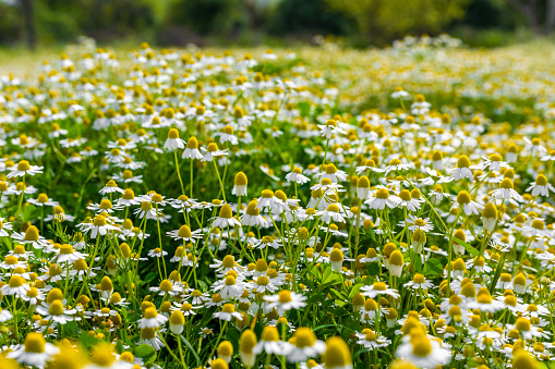 Daisies on green grass at springtime