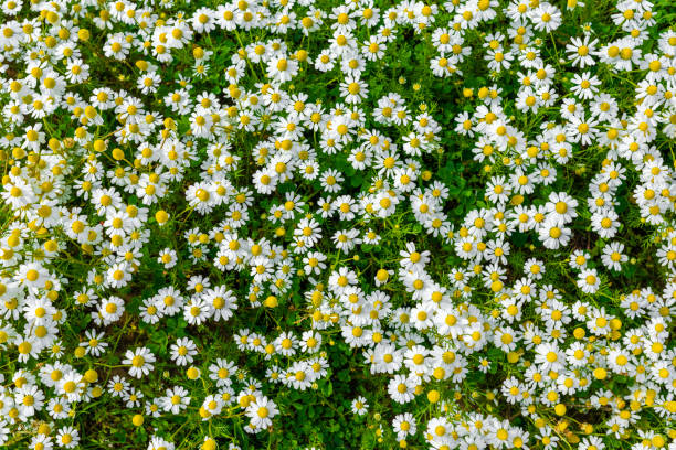 istock White little daisies in garden 1500490252