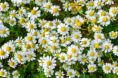 White little daisies in garden