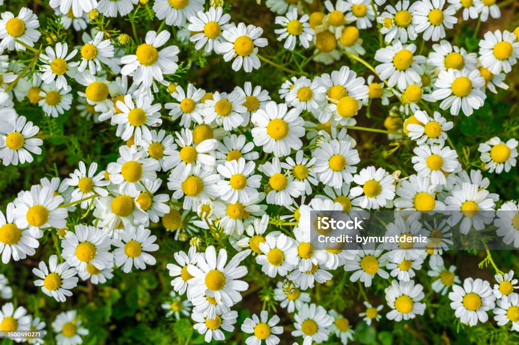 camomila - chá - flores de margarida
