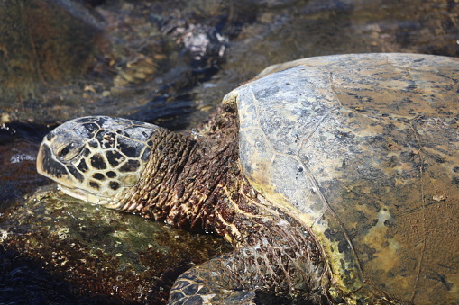 Green sea turtle is called a Honu in Hawaii. Relaxing on the rocks.