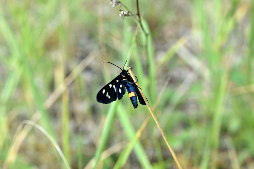 On a stalk of grass sits a black butterfly with white spots called amata or false moth.