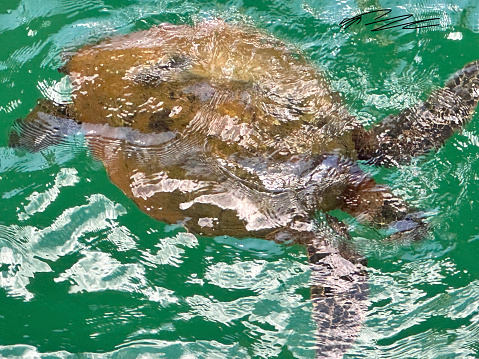 Large green sea turtle relaxes in the water on Kauai.