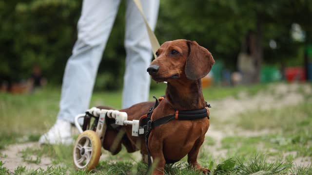 Injured pet on a wheelchair living active life. Paralyzed dachshund dog walking on a leash with the owner