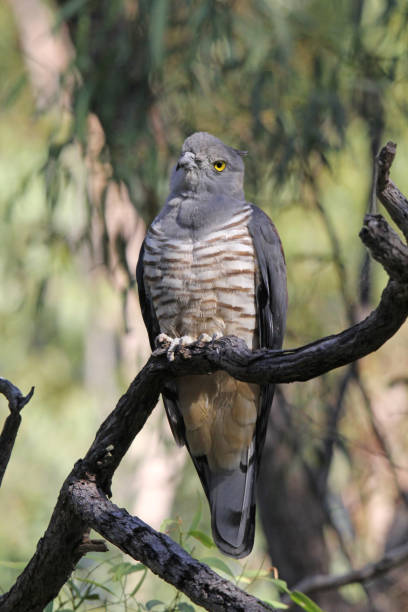 pacific baza bird sitting on a tree branch - 5548 imagens e fotografias de stock