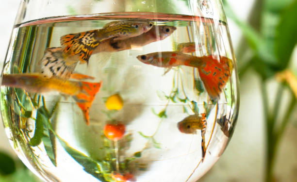 istock Guppy in Glass bowl. 1500494293