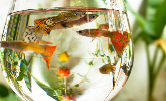 Close-up shot of Guppy swimming in glass bowl.