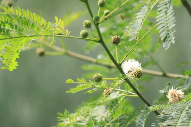 istock Closeup shot of Leucaena leucocephala mimosa tree 1500494906
