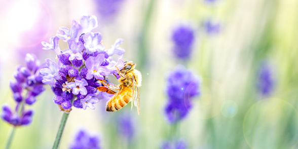 Honey Bee on Lavender Flower. Macrophotography